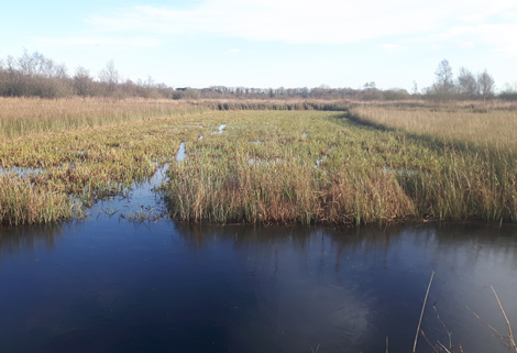 Lowland Fens